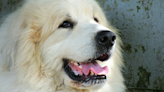 Moment Rescued Great Pyrenees Enjoys First Pup Cup Is Downright Beautiful