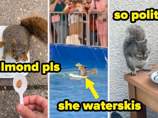 Brace Yourself, These 16 Squirrel Posts Will Have You Falling In Love Too