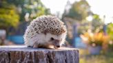 Frau will einen Igel retten - doch es handelt sich um etwas völlig anderes