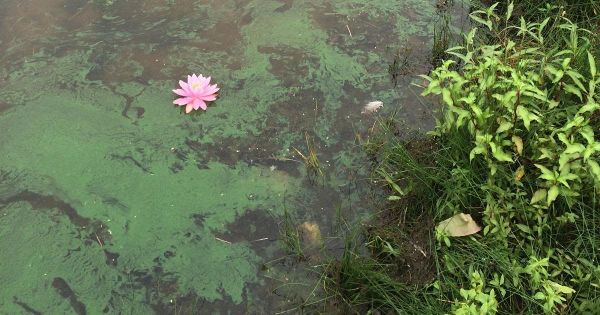 Coming rains might break up toxic algae in St. Charles lakes