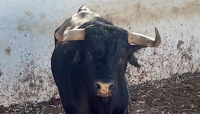 Así se recupera 'Escondido', el toro indultado de Santiago Domecq en València
