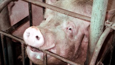 How Pig Welfare Became a States’ Rights Issue