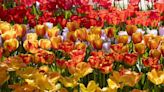 Photos: Full bloom, full crowds at tulip festival