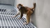 Scientists in China report cloned rhesus monkey has survived for two years