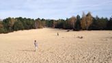 Où sortir ce week-end ? En forêt de Fontainebleau, sept adresses pour profiter de la forêt enchantée du Grand Paris