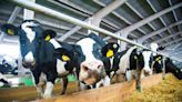 US to Provide Nearly $200M to Contain Bird Flu Spread on Dairy Farms