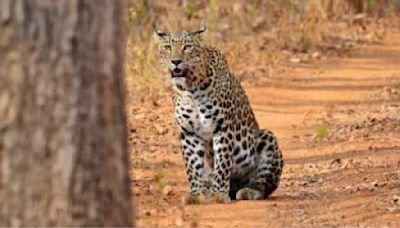 Leopard Safari In Bannerghatta National Park: Check Timings, Zoo Safari And Entry Fee