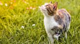 Calico Cat's Big Adventure with Pit Bull Siblings Makes Her 'One of the Pack'