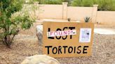 Arizona Community Helps Find Surprisingly Elusive Missing Pet Tortoise