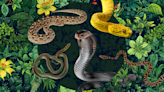 Zodiac Signs as Snakes—Which Slithering Species Are You?