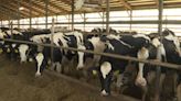 State to require Avian flu testing for lactating cattle ahead of ND State Fair