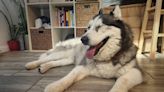 Looking for a ‘big teddy bear’ dog? Mallow the Alaskan malamute mix is available for adoption