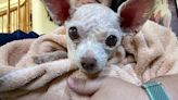 Gizmo the Chihuahua reunited with owner nine years after he went missing