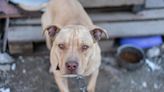 Tell-Tale Signs of a Dog Fighting Ring Near You