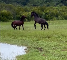 Two wild horses have been fighting for weeks on the Outer Banks