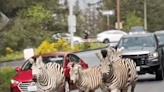 Police and public capture runaway zebras in Washington state, but one is still missing