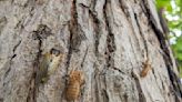 Cicadas appear in Central Illinois