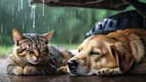 'It's Raining...Cats & Dogs': Mumbai Police's Viral Post Is Not Just About Rains, Extends Care For Animals