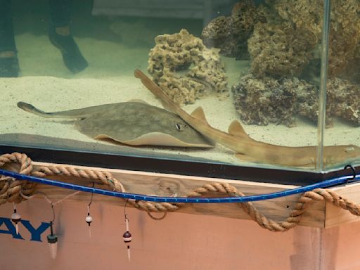 Stingray that got pregnant despite no male companion has died, aquarium says