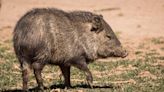 What is a javelina? And what should you do if you meet one on a hike?