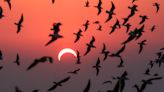 10 weird things that happen during a solar eclipse