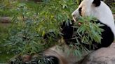 Últimos pandas gigantes regresarán a China