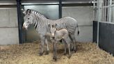 First images released of endangered zebra foal born at safari park