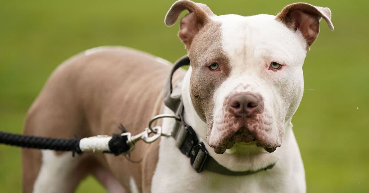 Every XL Bully owner given 30 days to act ‘or your dog will be seized’