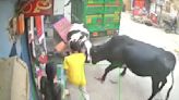 VIDEO: Vacas se pelean en plena calle y se llevan a tres adolescentes encima