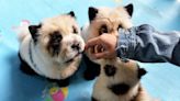 Chinese Zoo Facing Criticism for Dyeing Dogs to Resemble Pandas