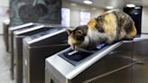 Railway Station Cat Aims for Christmas Chart Hit