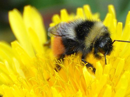 Rare bumblebee numbers rise after meadows restored