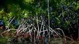 Estudio de la UPR en Ponce lo confirma: manglares ayudan a mitigar los ruidos debajo del agua