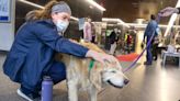 Children's hospital facility dog Kaia passes away