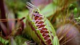 Carnivorous plants are our lifeform of the week