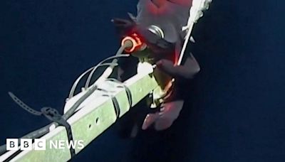 Rare footage shows deep-sea squid attacking camera