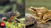 Toads vs Frogs: Know the key differences on the basis of skin, population, habitat and more | - Times of India