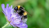 ¿Qué significa que una abeja aparezca en tu jardín?
