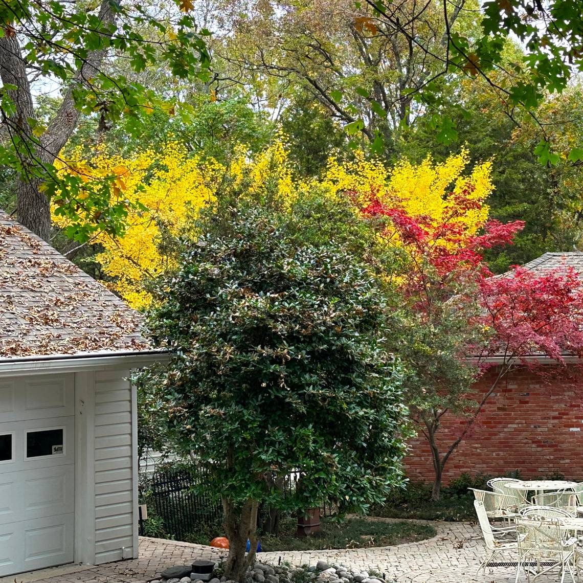 Tight spaces demand tiny trees. Here are 10 for your North Texas landscape