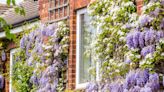 How to prune wisteria for beautiful Bridgerton-style blooms (but you need to do it now)