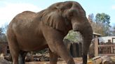 Last remaining elephant at Zoo Knoxville placed under hospice care