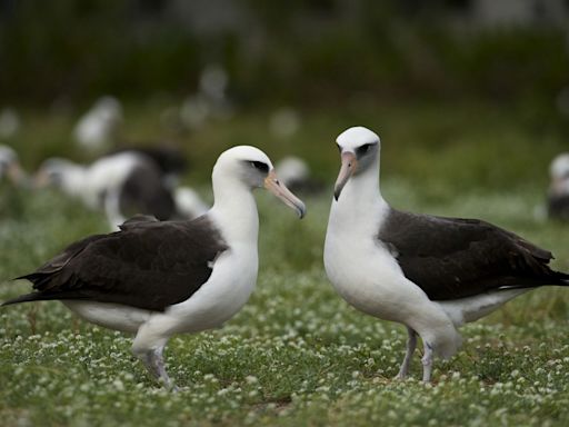 World's Oldest-Known Bird, 72, Is Courting a New Mate After Disappearance of Long-Time Partner