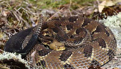 Dogs in Connecticut, apparently Vizslas in particular, should be wary of the state's venomous snakes