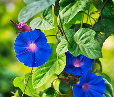 Want to Spend More Time in Your Garden? Here Are 10 Night-Blooming Flowers to Plant ASAP