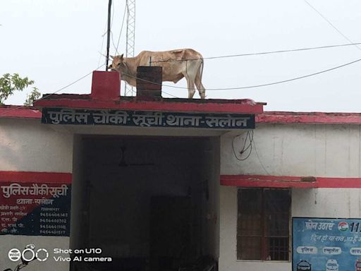 Panic At UP Police Station After Bull Climbs Onto Its Roof