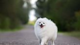 Grandpa's Love Story with Little Pomeranian Is One for the Ages