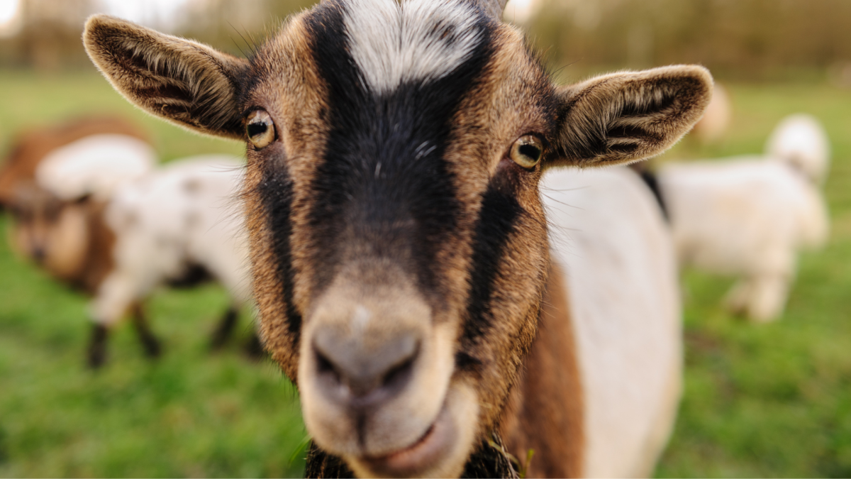 Goat Who Survived Mountain Lion Attack Finds New Life at Gentle Barn Sanctuary