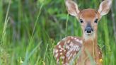 AgriLife Extension expert encourages people not to interfere with juvenile wildlife