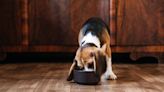 Here's how to tell if your dog's wet food is high quality