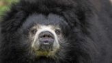 El Zoológico de Miami lamenta la pérdida de un oso perezoso y una mara patagónica